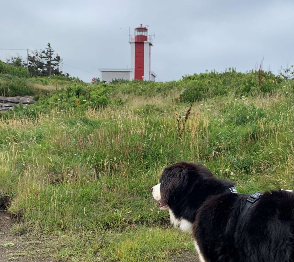 Chien devant le phare de Point Prim en Nouvelle-Écosse