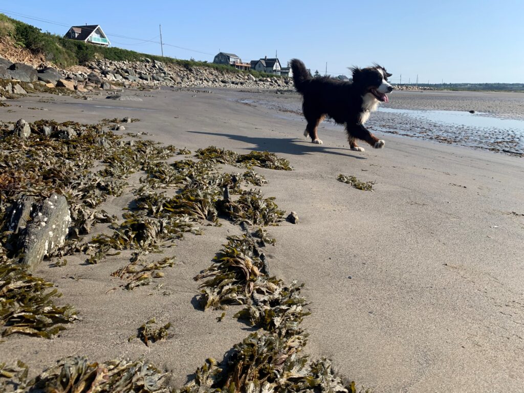 Bouvier bernois qui court joyeusement sur une plage de Nouvelle-Écosse / Bernese mountain dog running on a Nova Scotia beach