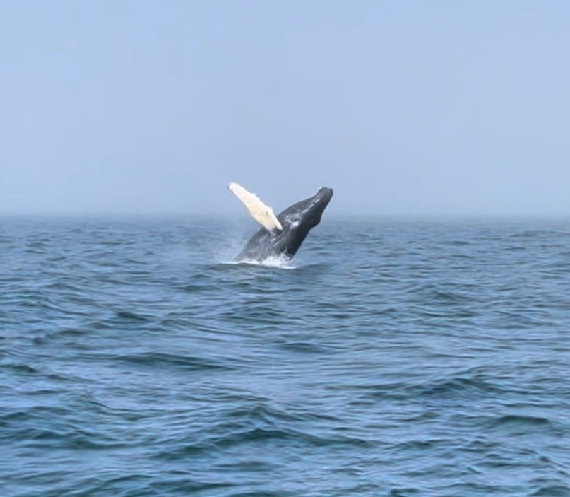 Baleine sautant hors de l'eau dans la baie de Fundy en Nouvelle-Écosse / whale breaching in the Bay of Fundy in Nova Scotia