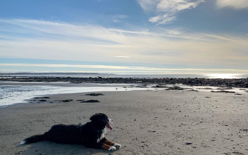 Chien couché sur une plage de Nouvelle-Écosse / Dog lying down on a Nova Scotia beach